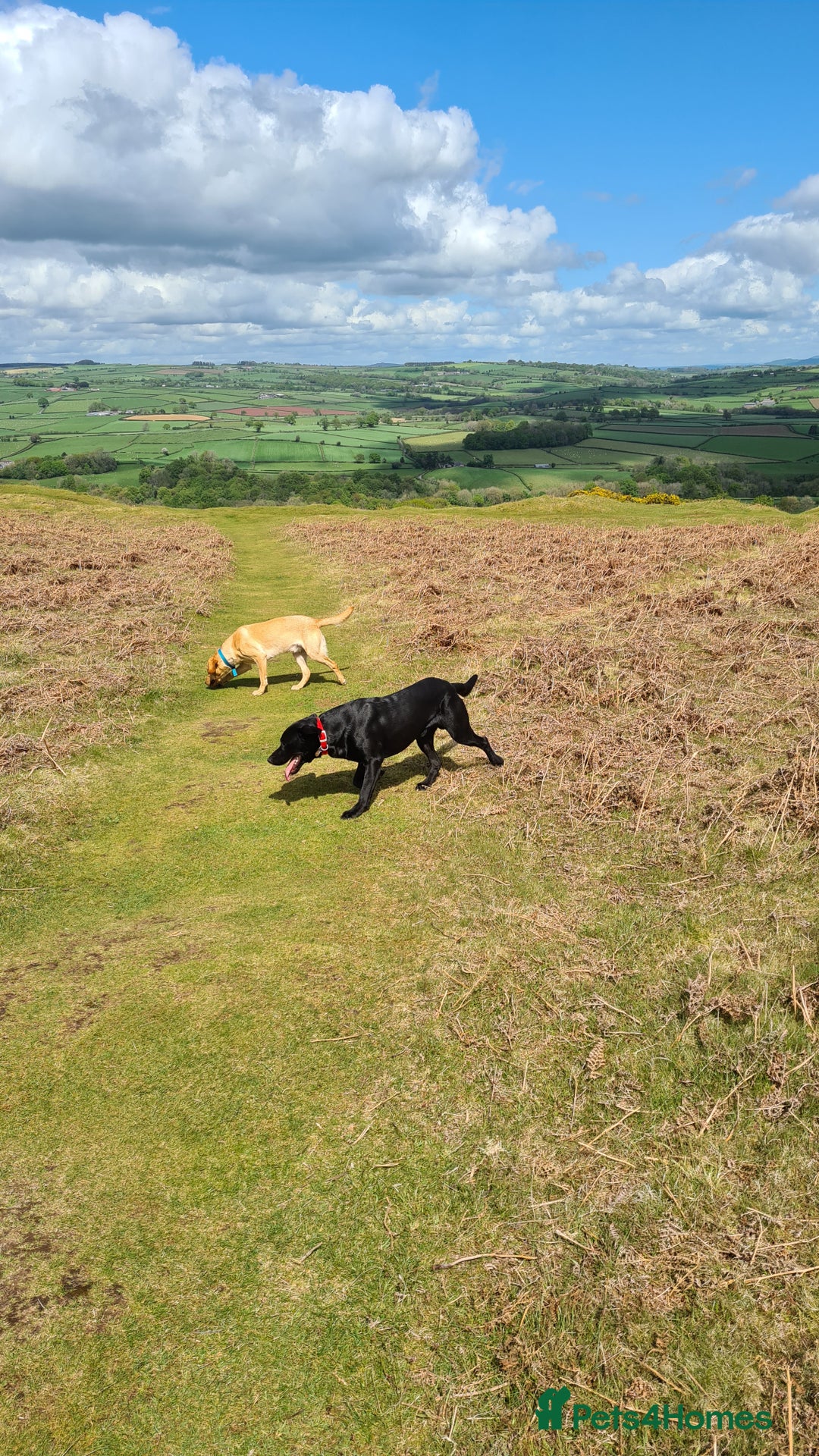 Labrador Retriever dogs for stud: Unproven Labrador Stud NO FEE. KC reg/BVA screened in Brecon - Advert 25