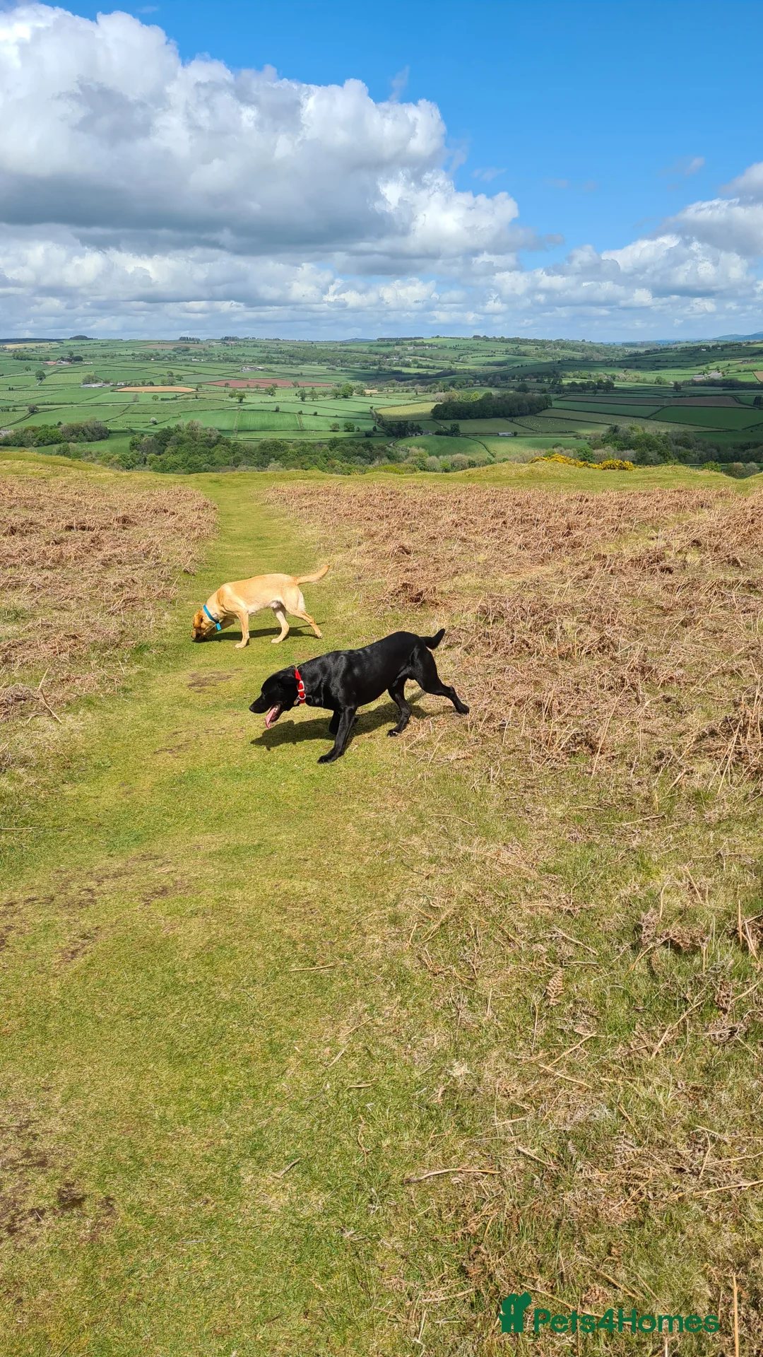 Labrador Retriever dogs for stud: Unproven Labrador Stud NO FEE. KC reg/BVA screened in Brecon - Advert 25