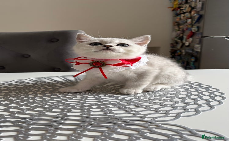 Scottish Fold cats - Advert 2