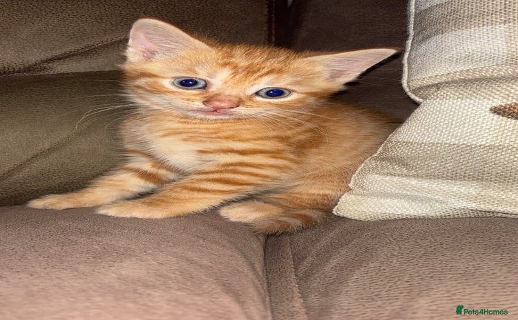 Mixed Breed cats Calico x tabby - Advert 16