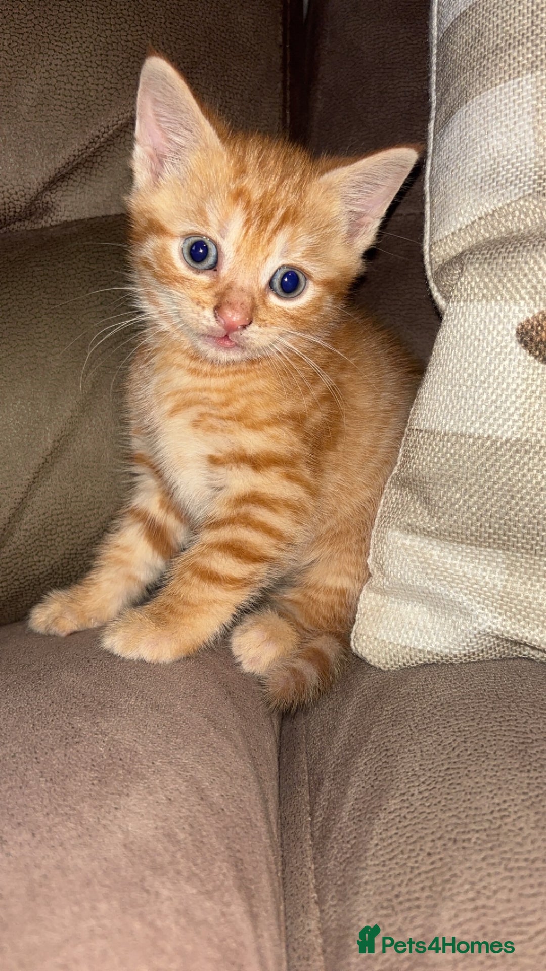 Mixed Breed cats for sale: Calico x tabby - Advert 1