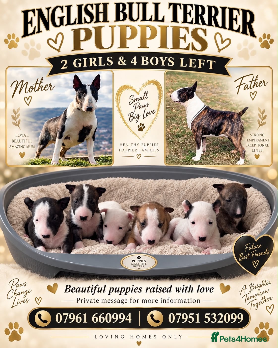 English Bull Terrier dogs English bull terriers puppies - Advert 10