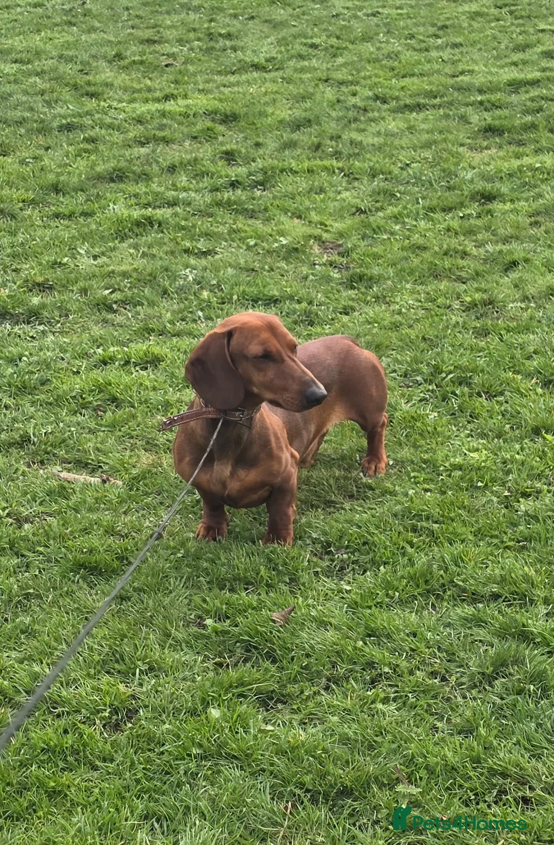 Dachshund dogs for sale:  STUNING 1 STANDARD DACHSHUND BOY  - Advert 2