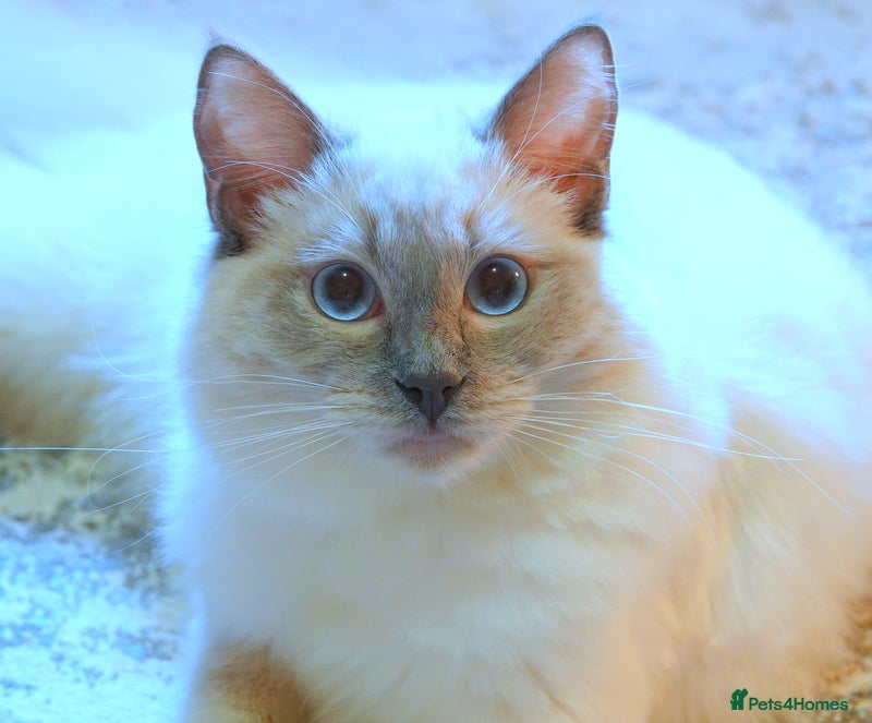 Ragdoll cats Gorgeous GCCF Reg Ragdoll Boy - Advert 1