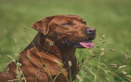 Labrador Retriever dogs for stud: AGLABS ICON - HEALTH TESTED DARKEST FOX RED in Grantham - Image 1
