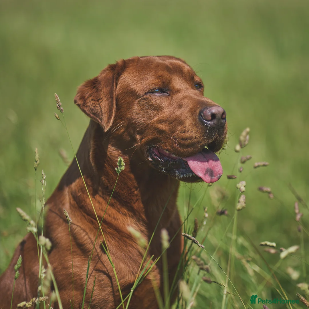 Labrador Retriever dogs for stud: AGLABS ICON - HEALTH TESTED DARKEST FOX RED in Grantham - Advert 4