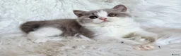 British Shorthair cats for sale: Gorgeous loving purr machines  - Advert 14