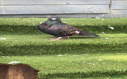 Pigeons birds for sale: Pigeons - Image 9