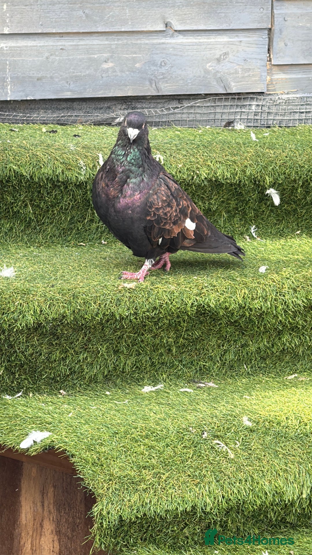 Pigeons birds for sale: Pigeons - Image 9