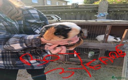 Guinea Pig rodents for sale: Guinea pigs  - Image 3