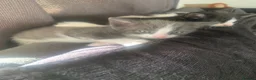 Mixed Breed cats for sale: 4 beautiful kittens for sale ready now - Advert 8