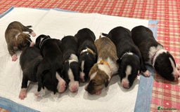 Whippet dogs for sale: Beautiful Whippet Pups - Image 1