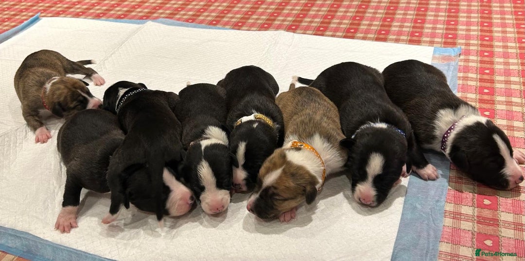 Whippet dogs for sale: Beautiful Whippet Pups - Image 1