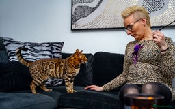 Bengal cats for sale: One of the kind Bengal Female -TICA reg.-Wild look - Image 12