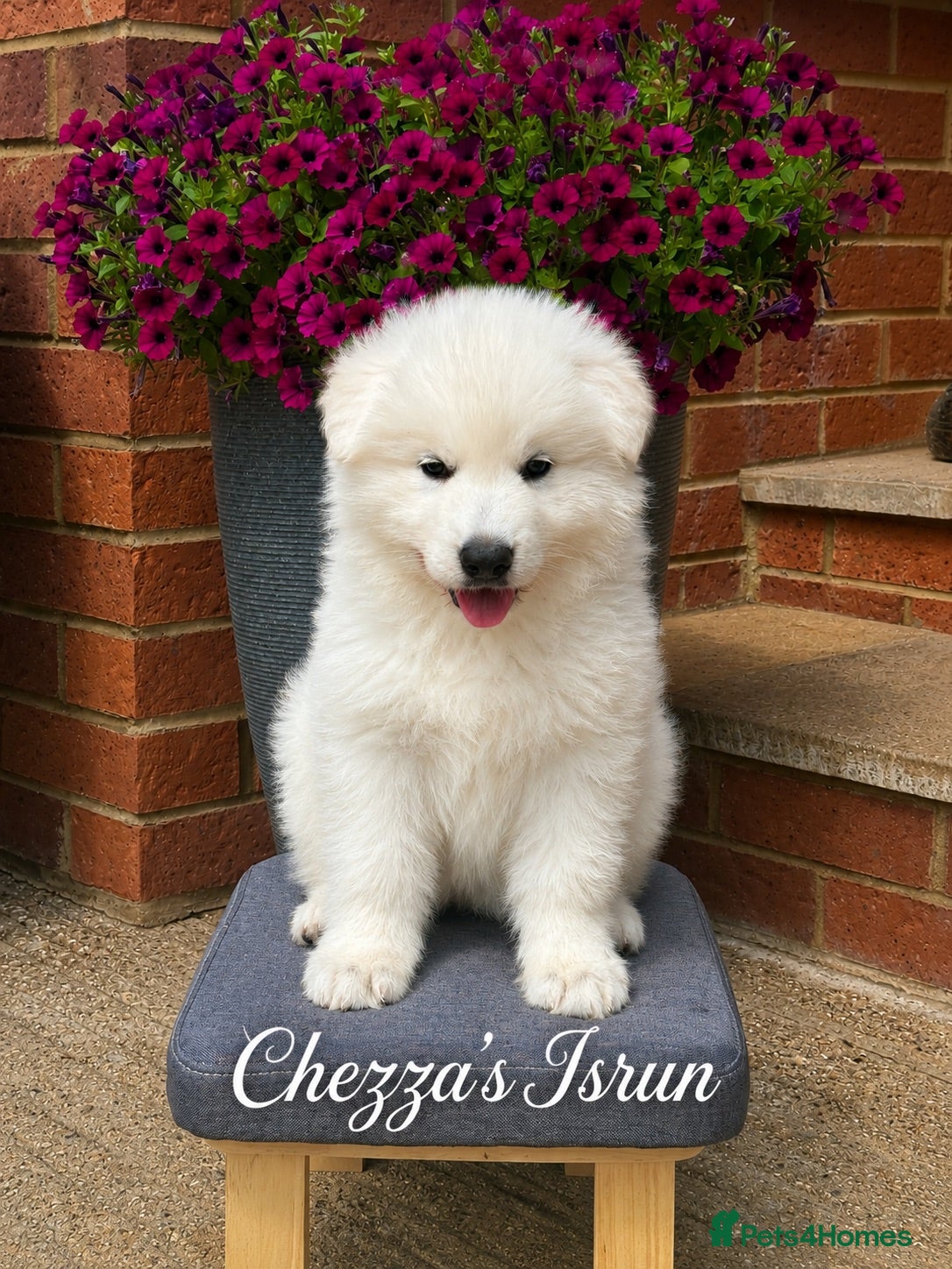 White Swiss Shepherd dogs Absolutely gorgeous  - Advert 2