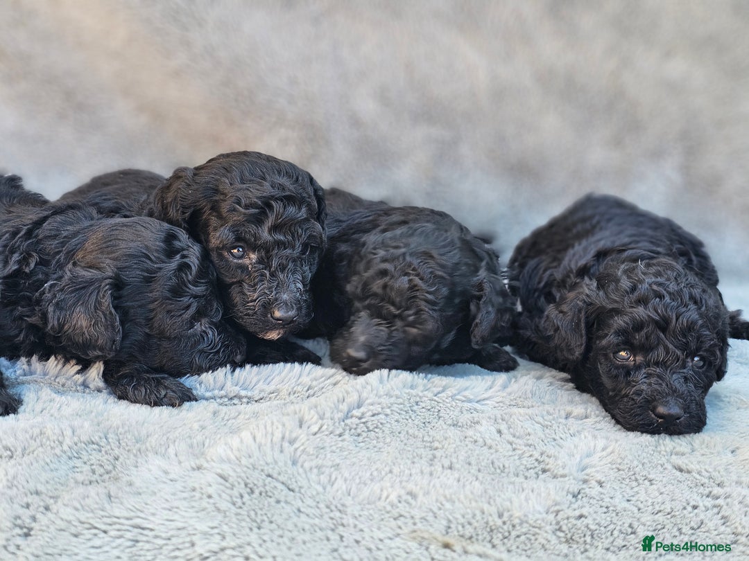 Miniature Poodle dogs for sale: 🐾 Hypoallergenic Mini Poodle Puppies 🐾 - Image 15