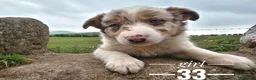 Border Collie dogs for sale: Stunning Border Collie pups from working home - Advert 5