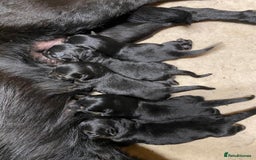 German Shepherd dogs for sale: KC Straight back GSD Puppies 🐶  - Image 2