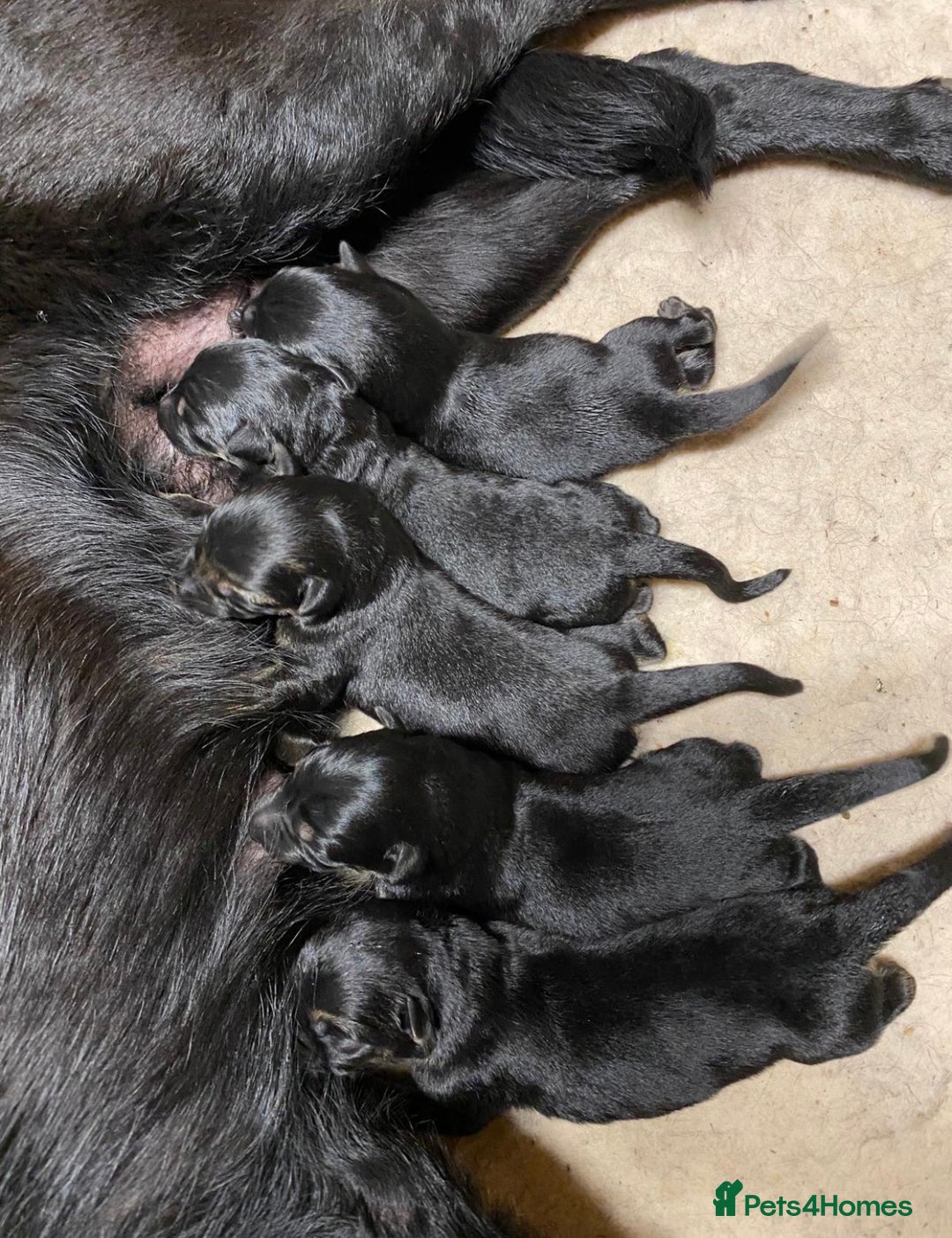 German Shepherd dogs for sale: KC Straight back GSD Puppies 🐶  - Image 2