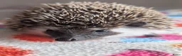 Pygmy Hedgehog rodents for sale: Beautiful Baby Hoglets Ready Now/Reserve - Advert 8