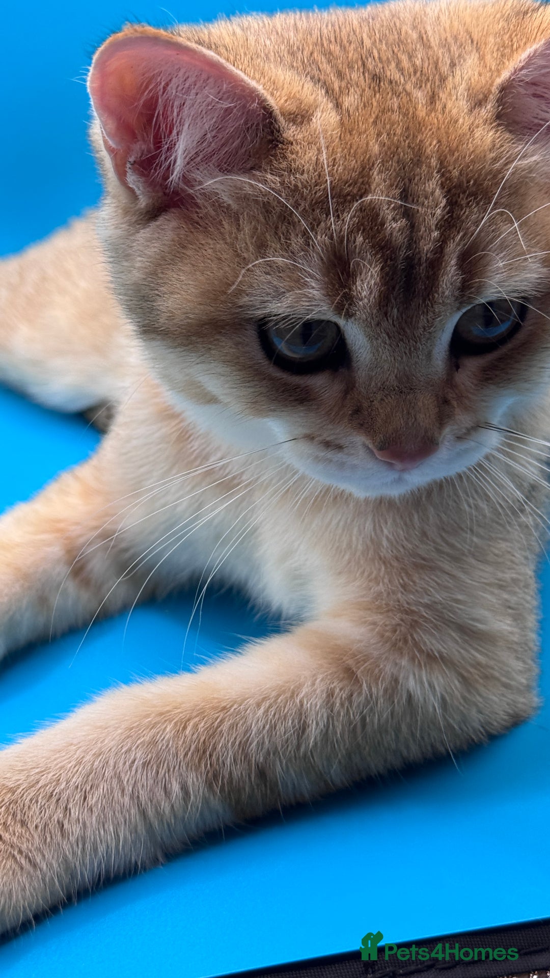 British Shorthair cats for sale: BSH GCCF Girl and Boy NY 12 GOLDEN BLACK SHEDDED  in Basildon - Image 18