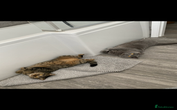 British Shorthair cats for sale: Mowgli and Millie - Image 4