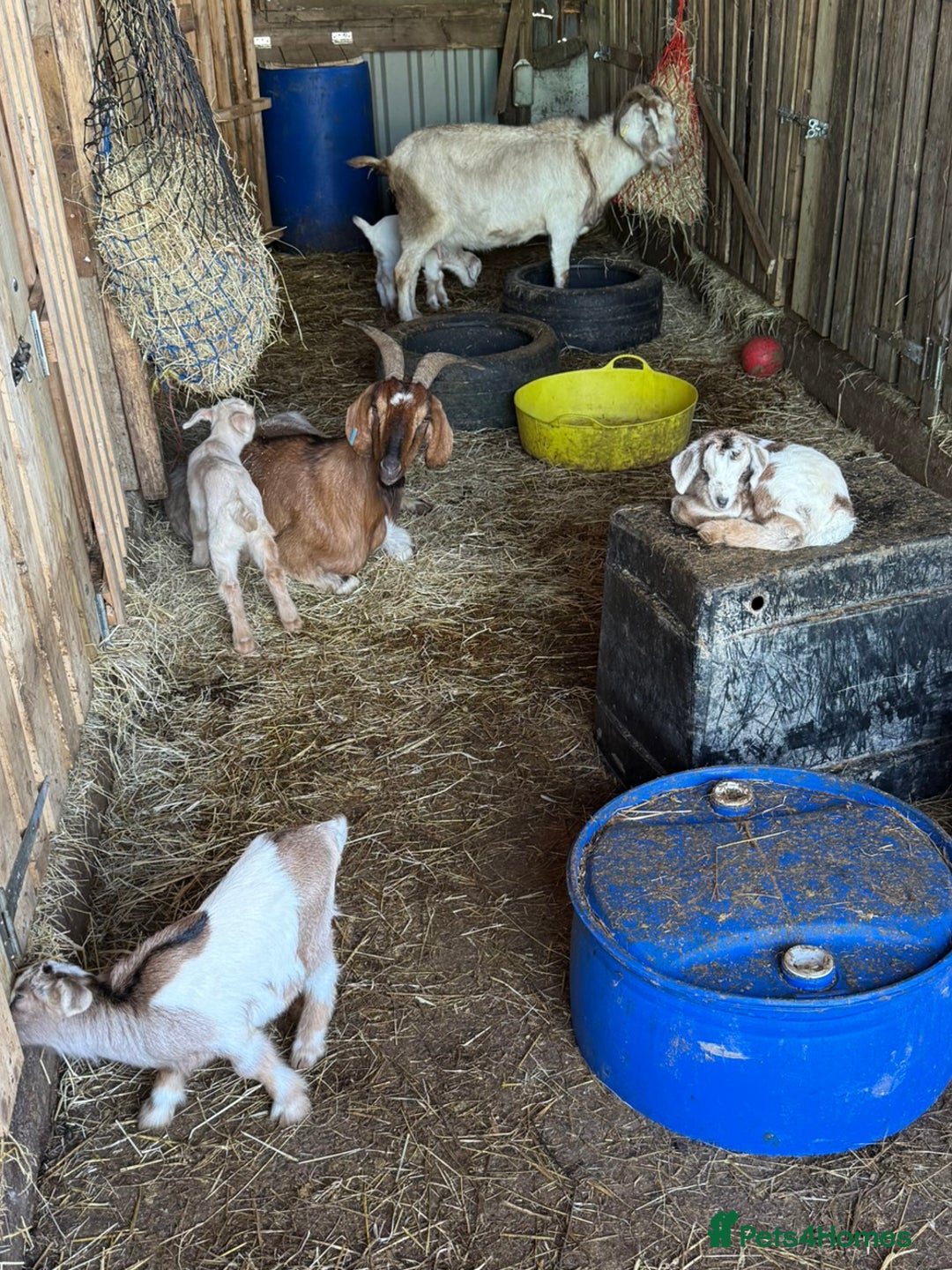 Goats livestock for sale: 2024 2025 does and wether for sale Boer x RGG - Image 6
