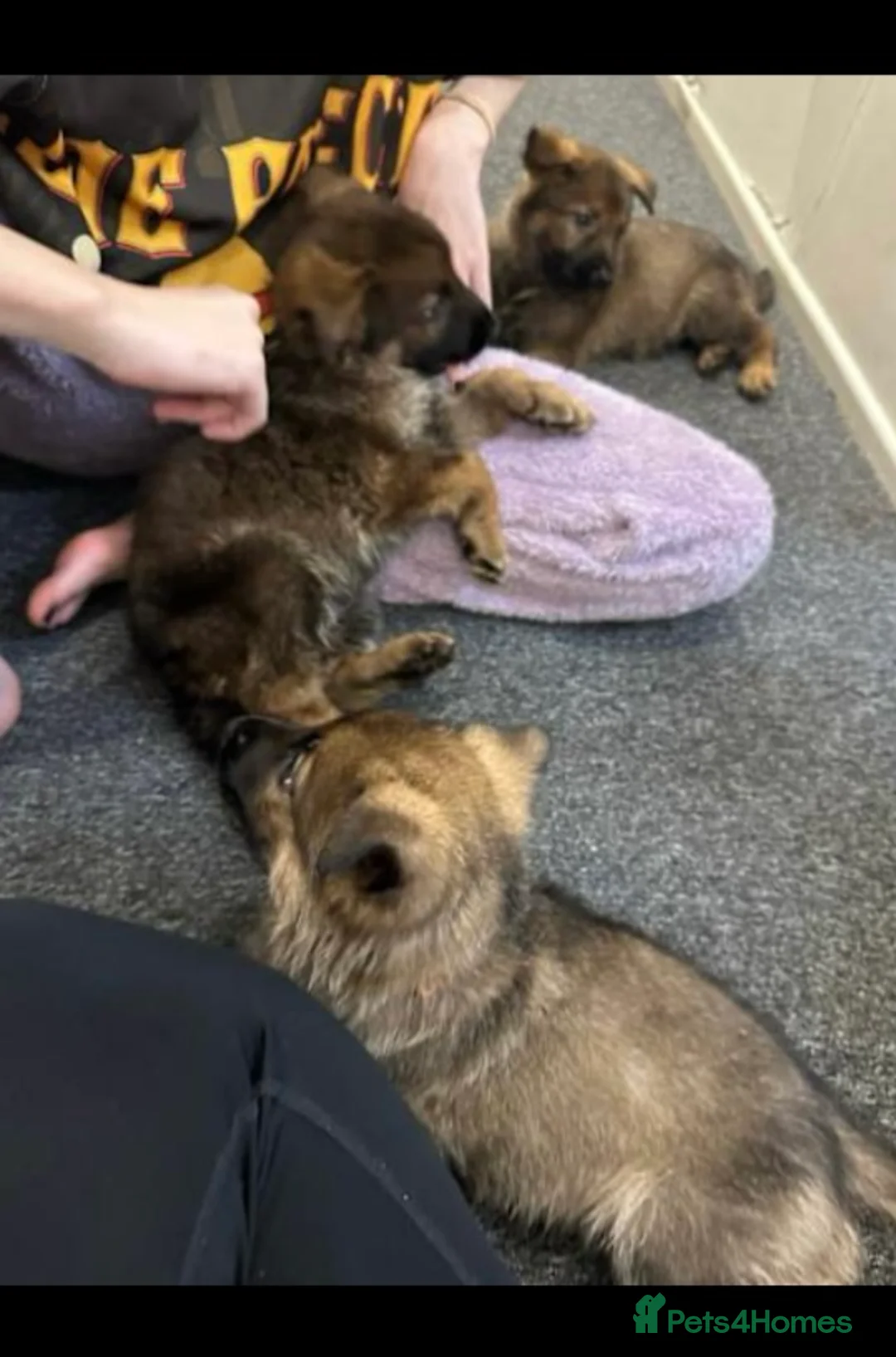 German Shepherd dogs for sale: 100% Healthy Pure Breed  German Shepherd Puppies  - Advert 16