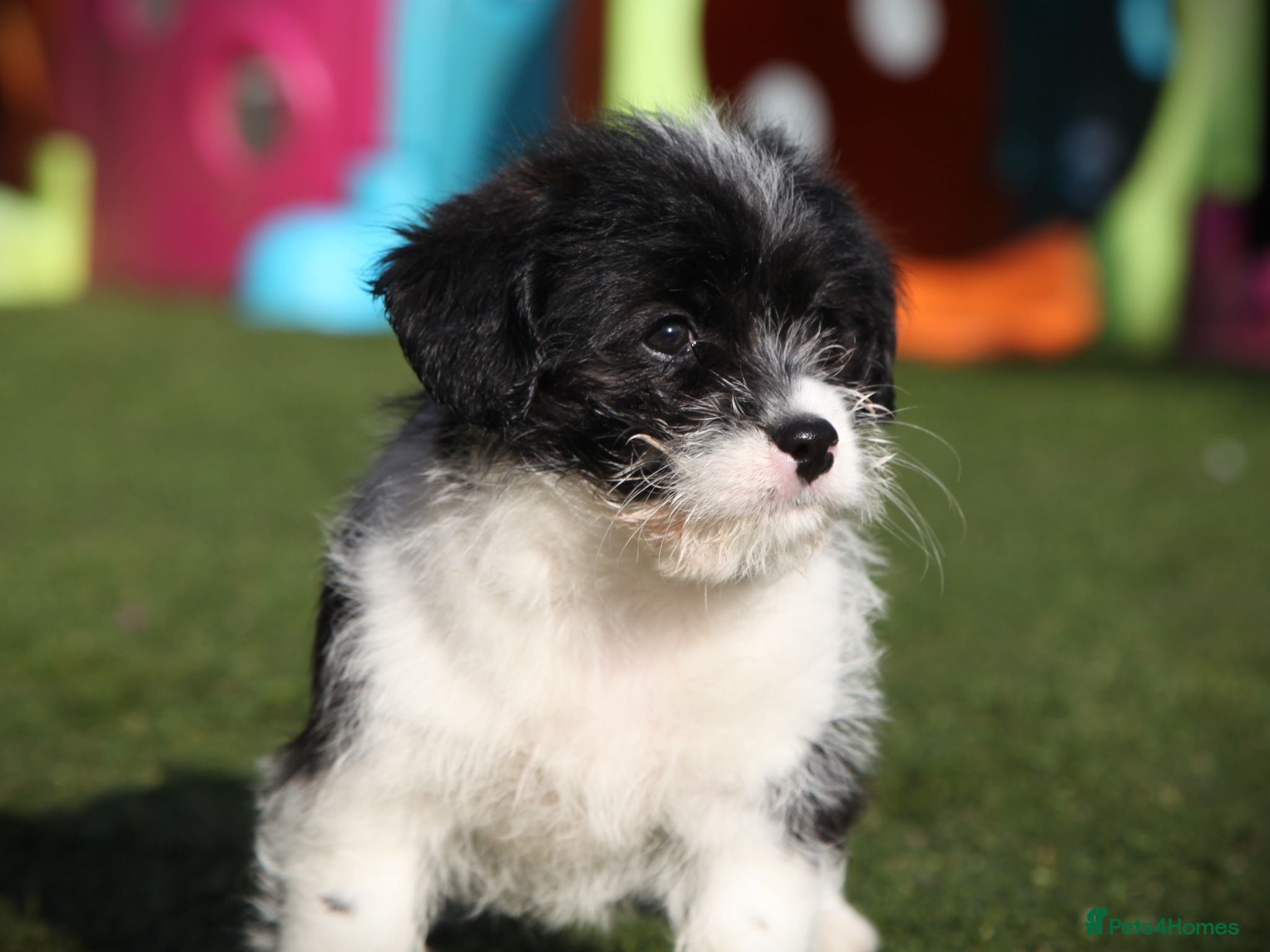 Mixed Breed dogs Cavajacks - Hardy, cute & full of character - Advert 6