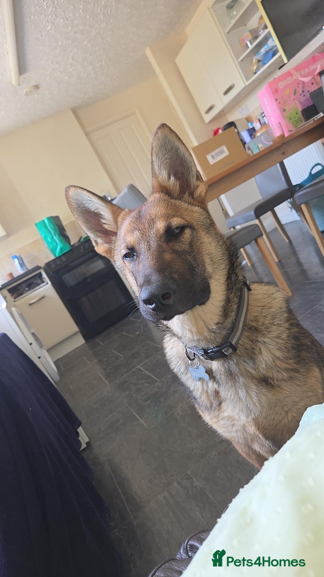 German Shepherd dogs 7 month old german shepherd  - Advert 1
