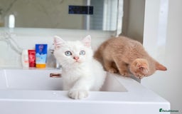 Scottish Fold cats for sale: Full pedigree Scottish fold in Croydon - Image 3