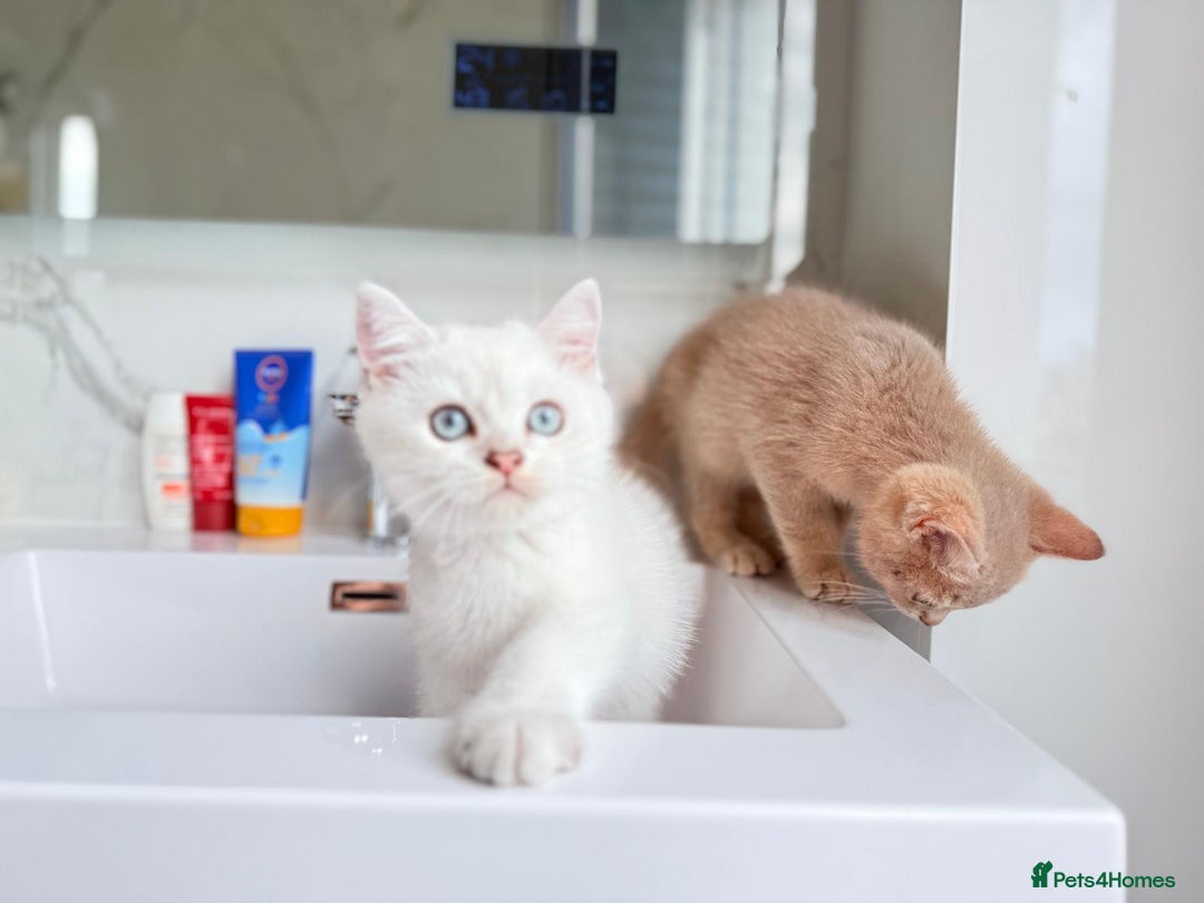 Scottish Fold cats for sale: Full pedigree Scottish fold in Croydon - Image 3