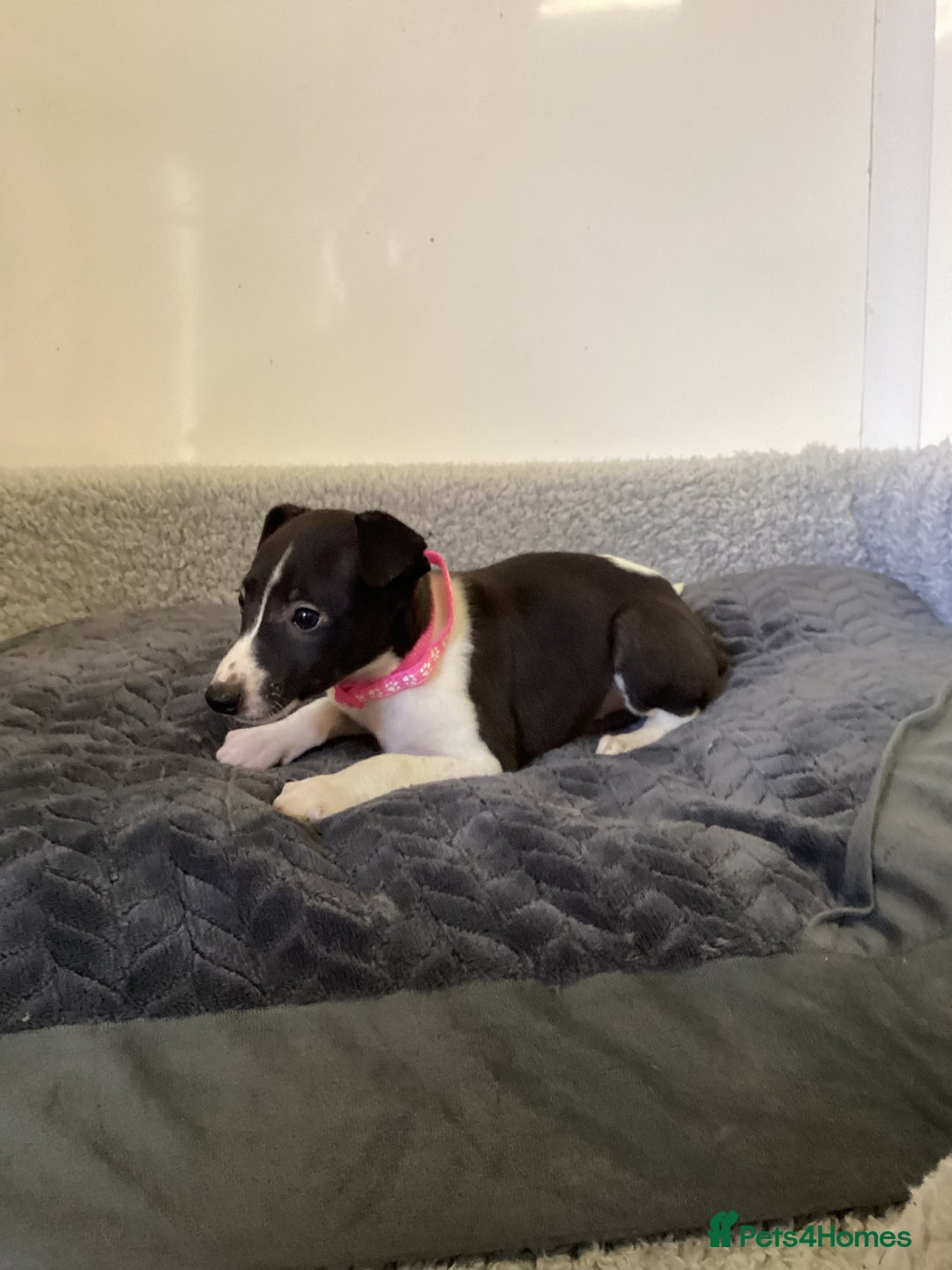 Whippet dogs for sale: Whippet puppies  - Image 17