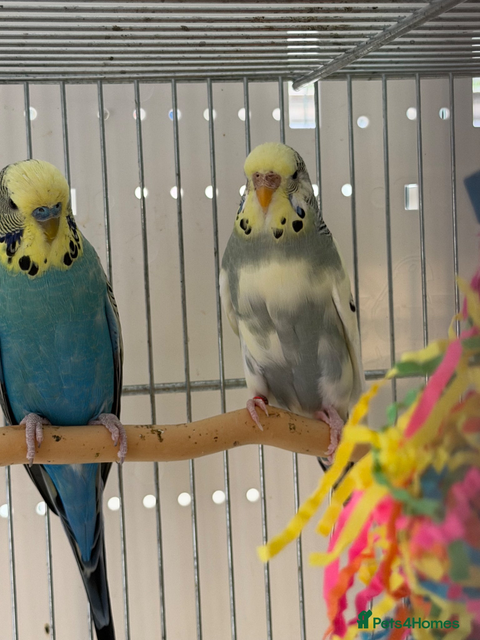 Budgerigars birds Bonded Pair of Budgies  - Advert 1