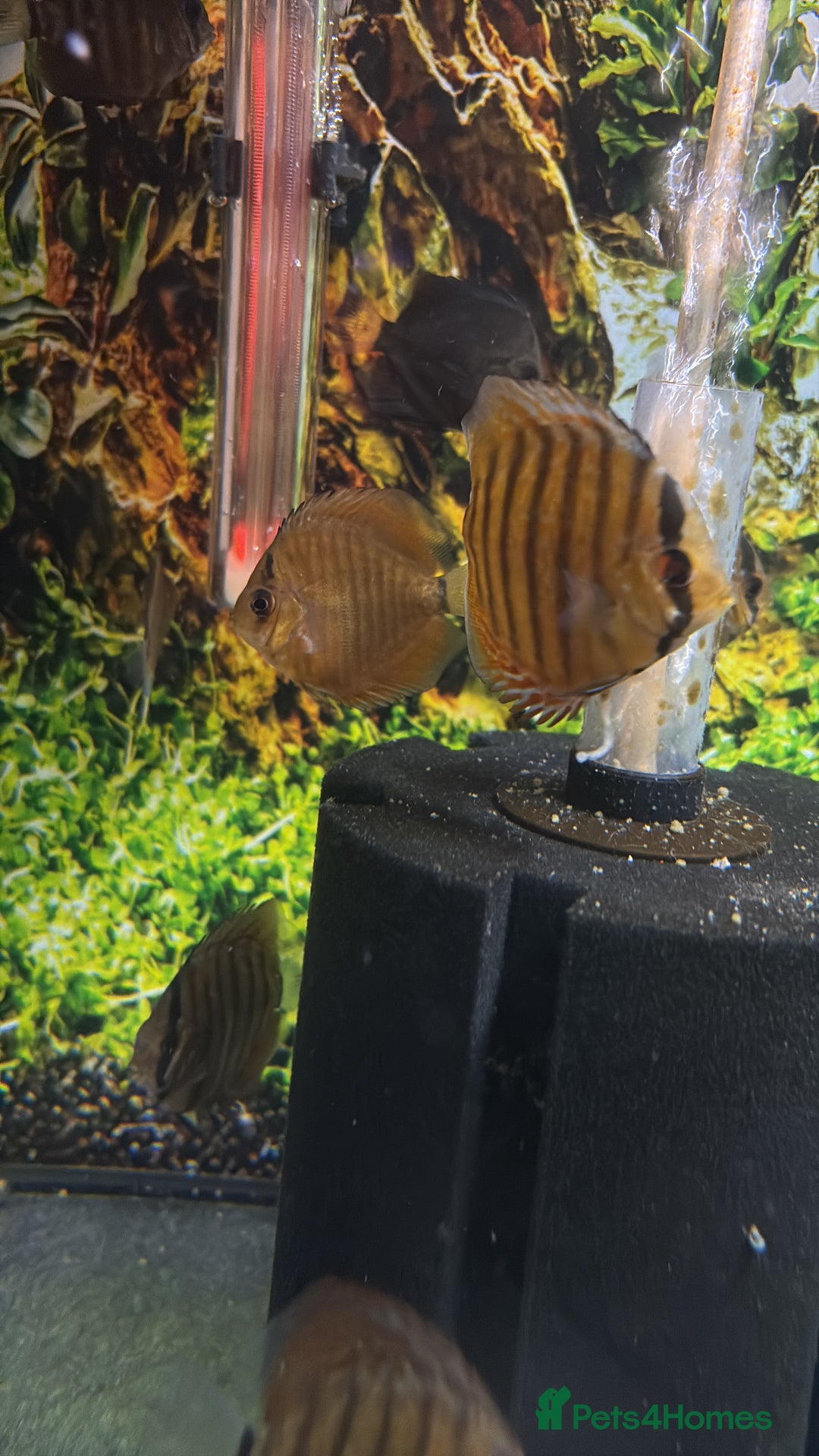 Discus fish for sale: Discus  - Advert 2