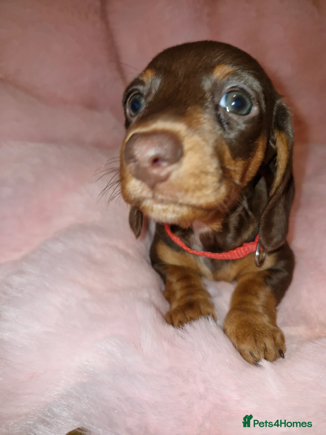 Dachshund dogs for sale: Miniature dashound  - Advert 4