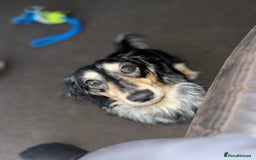Miniature Dachshund dogs for stud: Mini long haired dapple dachshund Odin for stud.   - Advert 4