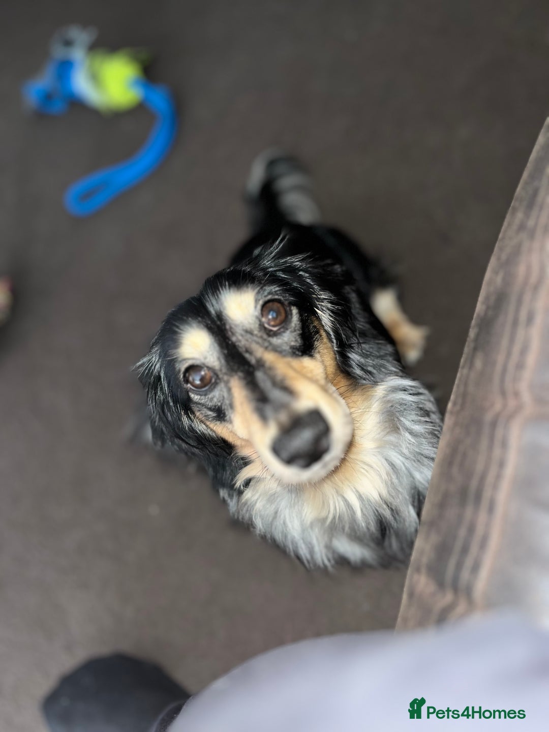 Miniature Dachshund dogs for stud: Mini long haired dapple dachshund Odin for stud.   - Advert 4