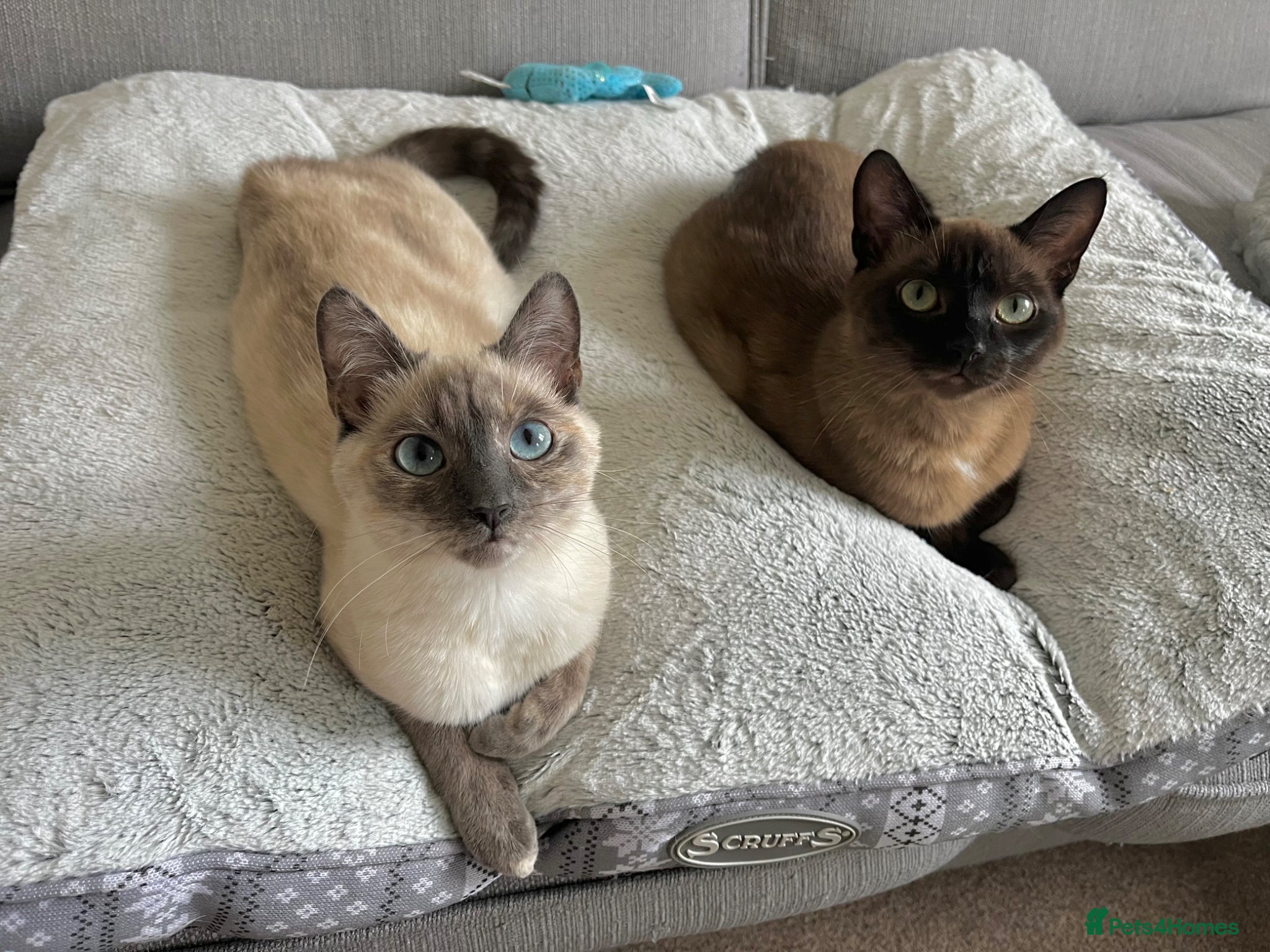 Domestic Shorthair cats Waffle and Toast - Advert 11