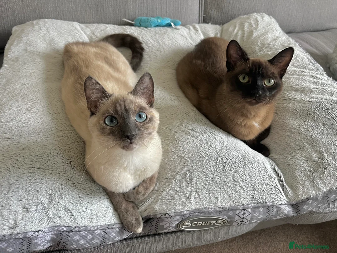 Domestic Shorthair cats for sale: Waffle and Toast - Advert 1