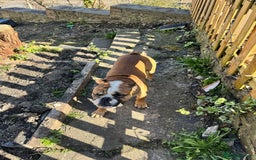 English Bulldog dogs for sale: English Bulldog Needs new Home  - Image 1