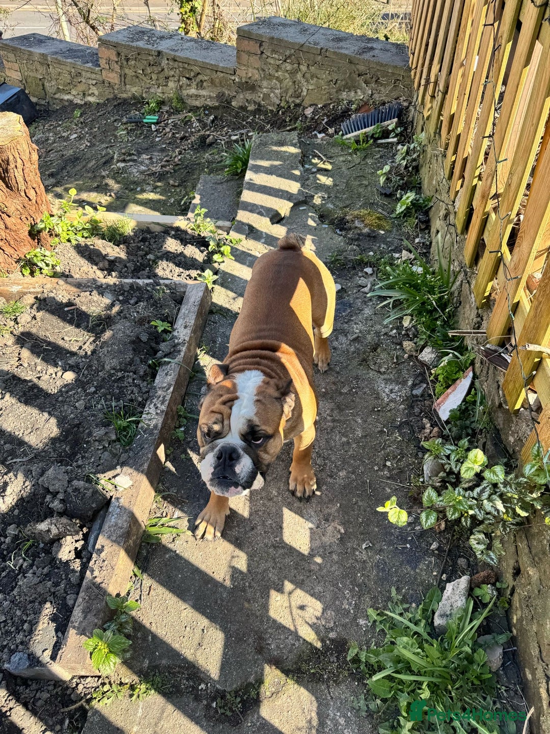 English Bulldog dogs for sale: English Bulldog Needs new Home  - Image 1