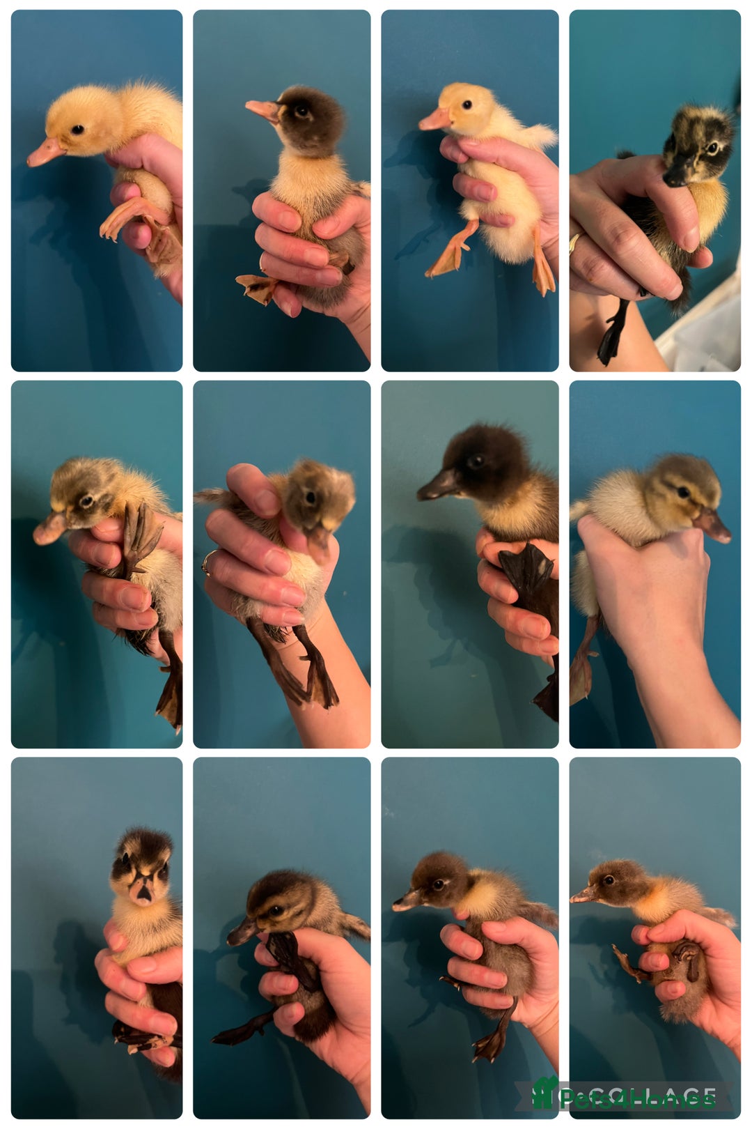 Ducks poultry for sale: Indian runner ducklings - Image 1