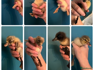 Ducks poultry - Advert 1