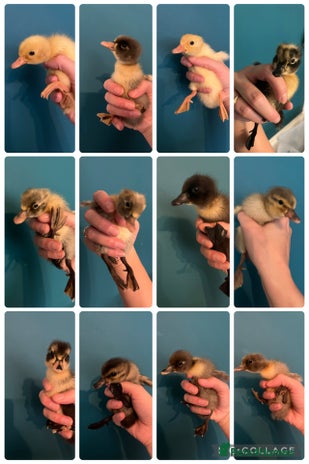 Ducks poultry - Advert 1