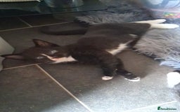 British Shorthair cats for sale: Kittens  - Image 4