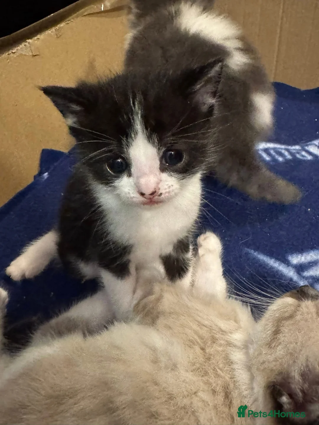 American Shorthair cats for sale: Little baby kitten  in Chatham - Advert 2