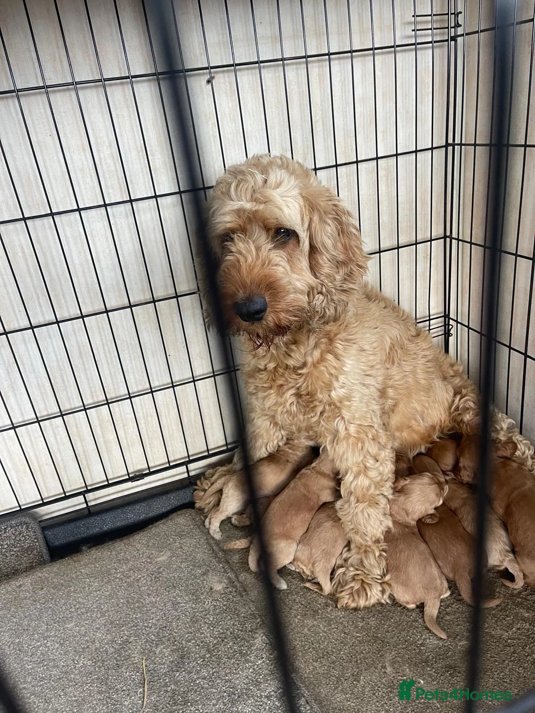 Cockapoo dogs for sale: Cockapoo puppies  - Advert 1