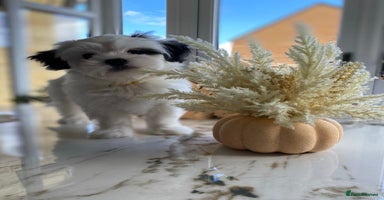 Malshi dogs - Advert 15