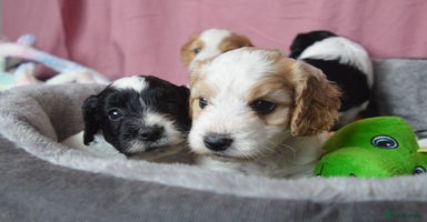 Cockapoo dogs - Advert 7